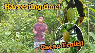 Harvesting cacao fruits Satisfying harvest [upl. by Linsk620]