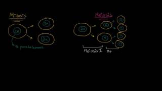 Comparando mitosis y meiosis  División celular  Biología  Khan Academy en Español [upl. by Ardekal]