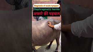 Diaphragmatic hernia l Recurrent tympani l dr Umar khan [upl. by Warton]