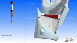 Muscles of the Larynx [upl. by Mill]