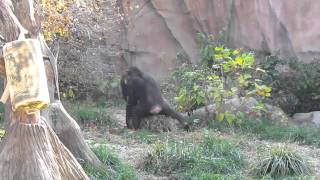 STL Zoo Chimp March  Part 2 [upl. by Aizek267]