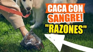 ¿POR QUÉ mi PERRO hace CACA con SANGRE🩸💩 [upl. by Hesler]