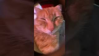 AWOO AWOO CAT 😸😸😸 cute cat viralvideo [upl. by Quillan]