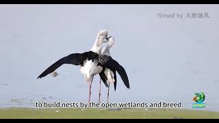 The blackwinged stilt [upl. by Zednanreh]