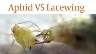 Lacewing Larvae Devours Aphids Alive in Real Time [upl. by Pryce722]