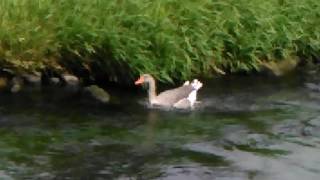 Embden goose on the river penk very loud [upl. by Calvert797]