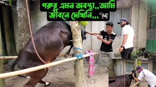 গরুর এমন অবস্থাআমি জীবনে দেখিনি🐄 [upl. by Vacla589]