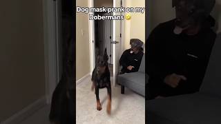 Dobermans react [upl. by Frame]