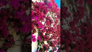 Bougainvillea Wall losangeles nature flowers summer [upl. by Garrick]