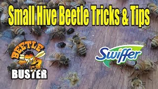 Small Hive Beetle Tips amp Tricks  Hive Beetle Management [upl. by Salbu845]