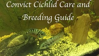 Convict Cichlid Care and Breeding Guide [upl. by Enila]