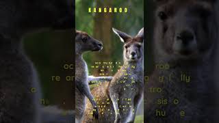 What are the Interesting facts about the Kangaroo kangaroo [upl. by Todd]