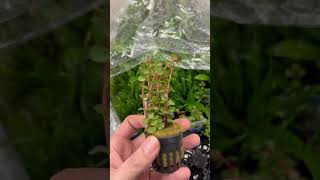 Rotala Rotundifolia Orange Juice plants aquarium aquariumplants [upl. by Yard]