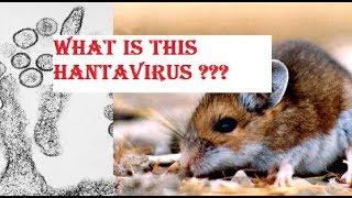 Man dies from Hantavirus in China All you need to know about the new virus [upl. by Eedyak]