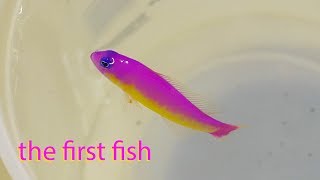 Vlog 5 A Very Special First Fish Aberrant Diadema Dottyback [upl. by Arrec]