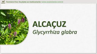 ALCAÇUZ  Glycyrrhiza glabra [upl. by Bradan]