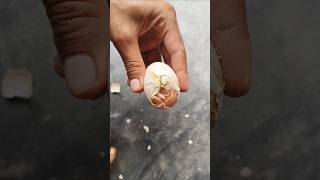 Saved chicks life Successfully chick hatching [upl. by Artenek361]