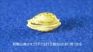 Cypraea beckii ジュズダマダカラ タカラガイ [upl. by Dnomra]