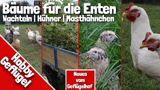 Bäume für die Enten  Wachteln  Hühner  Masthähnchen  Neues vom Geflügelhof [upl. by Dhumma604]