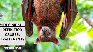 Virus Nipah  définition causes traitements [upl. by Vesta610]