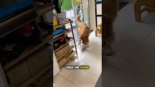 Hund schleppt Katze Um HILFE [upl. by Boot184]