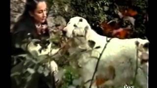 Documentario  ITA Cane da pastore maremmano abruzzese 1 partewmv [upl. by Alrats]