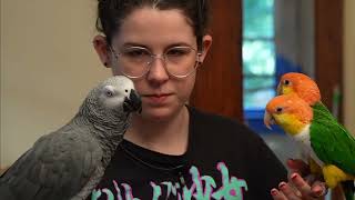 Live With Apollo the Talking Parrot [upl. by Nacnud384]