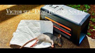 Victor Rat Traps sez quotDead Rats No Squeakquot [upl. by Duj]