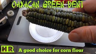 ⟹ Oaxacan Green Dent Corn From Mexico  Corn Review  HRSeeds [upl. by Sidoeht653]