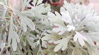 Summer care of artemisia plantlavender plant hindi [upl. by Sairacaz]