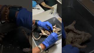 Brief Rat dissection overview [upl. by Uttica82]