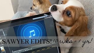 MY DOG EDITS VIDEOS NOW [upl. by Suelo]