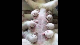 Milk feeding cat🐈 cat pussycat milkfeeding feeding ai aianimals animals animallover [upl. by Notnats]