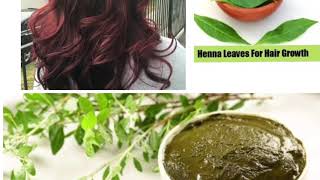 Hair growth and hair colour with henna leaves [upl. by Litsyrk954]