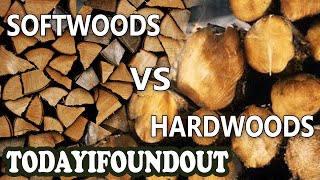 The Difference Between Hardwoods and Softwoods I Swear More Interesting Than It Sounds [upl. by Cleres]