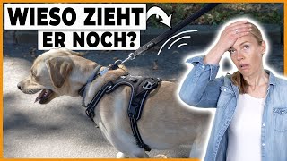 Leinenführigkeit beibringen  das geht auch besser I Labrador Eddy in der Praxis [upl. by Nedac]