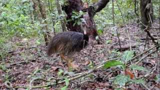 Animals of the Daintree Rainforest [upl. by Kared743]