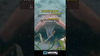 Little Cute Deadly Trap  Coffin Ray Only In Australia  Perfect Ambush Predator with 200 V Power [upl. by Haral]