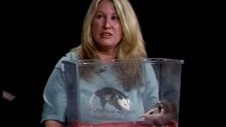 Learn all about Opossums on Wildlife Rescue [upl. by Nnayecats275]