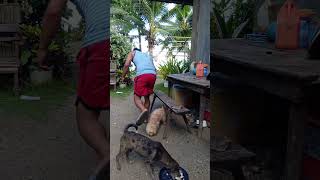 Nadali pa 🤣 funnyshorts funnyvideo [upl. by Pate]