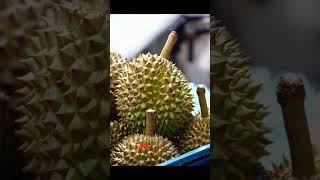 Durain fruit  worst smelling fruit in the world facts [upl. by Yelekalb544]