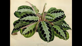 All The Varieties of Prayer Plant Maranta leuconeura [upl. by Eelrihs779]