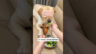 This dog got duped into eating broccoli Just watch his face… 😂 shorts [upl. by Monetta370]