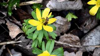 Winterling Eranthis hyemalis Die Bienen begrüßen das neue Jahr [upl. by Gipsy851]