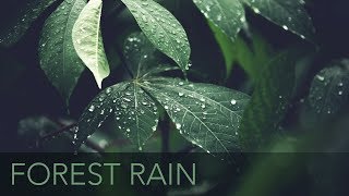 Light Forest Rain  10 Hours  ASMR  Rain Pitter Patter On Leaves [upl. by Granger256]