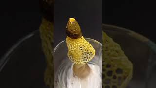 Worlds First Successful indoor fruiting of Stinkhorn fungi Phallus multicolor achieved at Sadolxem [upl. by Jesselyn]