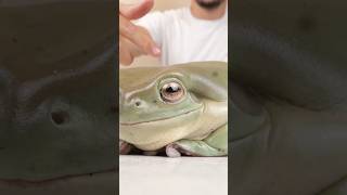 The worlds largest frog frog eyes explain short shorts shortfeed shortsfeed frog frogs [upl. by Williamsen]