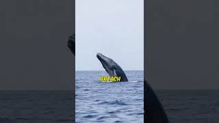 Meet The Blue Whale The Largest Creature Ever [upl. by Guildroy]