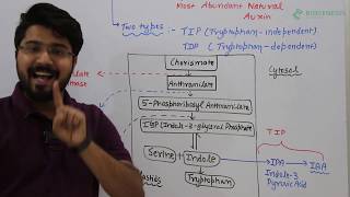 Auxin biosynthesis [upl. by Svirad]