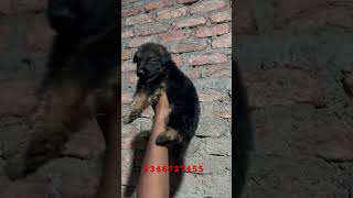 PROPER LONGCOAT germanshepherd germanshepherdpuppy FEMALE PUPPY AVAILABLE hyderabad [upl. by Scrope]